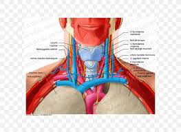 In radiology, the 'head and neck' refers to all the anatomical structures in this region excluding the. Shoulder Head And Neck Anatomy Human Anatomy Png 600x600px Watercolor Cartoon Flower Frame Heart Download Free