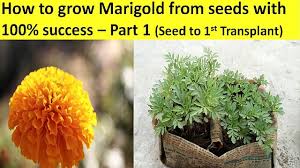 Do not let them dry out. 91 How To Grow Marigold From Seeds With 100 Success Part 1 Seed To Transplant Grow Marigold Youtube Growing Marigolds Seeds Marigold