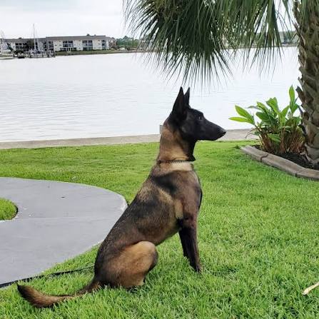 Correct name for belgian malinois breed