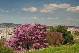 Öffnet sich mit seinen gewächshäusern und beetanlagen rund um die kuppel ganzjährig der öffentlichkeit. Der Botanische Garten Barcelona Jardi Botanic De Barcelona