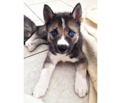 First, owning something of this magnitude should be taken seriously by someone who realizes it is not just for the cool factor. Pin By Stacey Hixson On Dogs Husky Puppy Puppies Wolf Husky