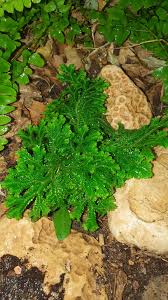 Image result for Selaginella imbricata