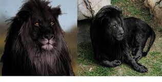 Pin By Melissa Jozwiak On Bobzz Stuff Black Lion Animals Beautiful Lion