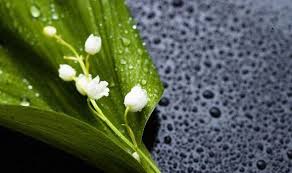 Lily of the valley crowns are available in garden centres or online, at around £4 for 15. Alan Titchmarsh Tips On Growing Lily Of The Valley Express Co Uk