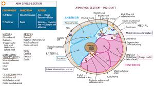 We did not find results for: Cross Section Of The Arm Draw It To Know It