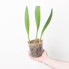 Image result for Bulbophyllum kivuense