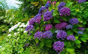 Department of agriculture plant hardiness zones 4. A Bush With Purple Hydrangea Flowers Stock Photo Picture And Royalty Free Image Image 83656590