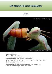 Image result for Sphaeranthus gazaensis