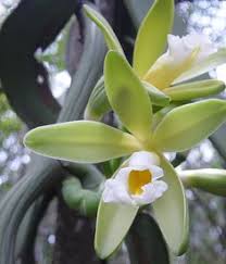 Vanilla bean orchid (vanilla plantifolia) is often known simply as vanilla because the seed pods from this plant are the source of the natural vanilla flavoring used widely in desserts and beverages. 18 Orchid Vanilla Ideas Orchids Vanilla Plants