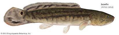 Today we are going to show you how to fish for and catch bowfin! Bowfin Fish Britannica