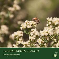 Image result for Commicarpus pilosus