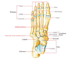 Image result for Metatarsal