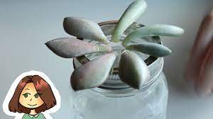Water Propagation For Succulents Youtube Succulents Propagating Succulents Succulents Garden