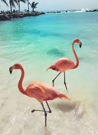 pin auf animals wallpapers