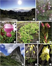 Image result for Tricalysia semidecidua