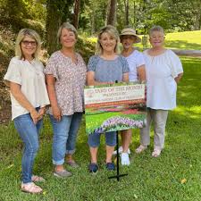 Image result for Lintonia