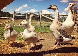 All the nutrition the geese need is included in the grasses. Raise A Goose To Guard Your Flock Hobby Farms