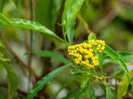 Image result for Psiadia punctulata