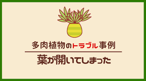 多肉植物 エケベリア マッコスの葉が開いてしまった時の原因と対処法 よっちのパピルス帳