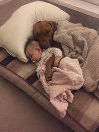 pin by vanessa mulholland on babies and dogs cute animals cute baby animals dogs and kids