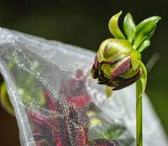 Dahlia Bud Dahlia Garden Plants