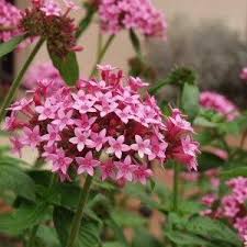 Image result for Pentas longiflora
