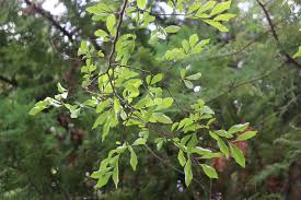 Image result for Ulmus parvifolia