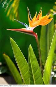 Strelitzia Bird Of Paradise Plant Varieties Pin On Other Stuff