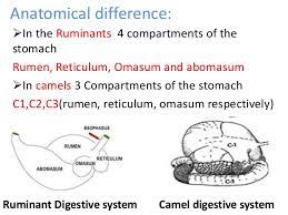 The digestive system includes the organs of the alimentary canal and accessory structures. Digestive System Of Camel