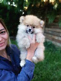 pomeranian boo fiyatlari kopek pomeranian yavrusu yavru kopek