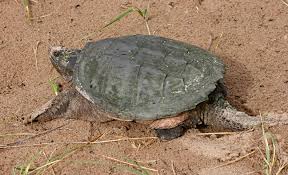 Snapping Turtle