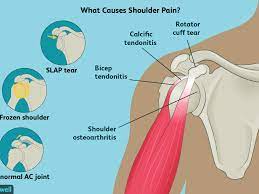 The large bone in the upper arm is called the this section is a review of basic shoulder anatomy. Anatomy Of The Human Shoulder Joint