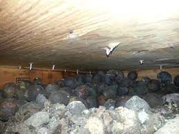 Maybe you would like to learn more about one of these? Red Squirrel Nesting Habits