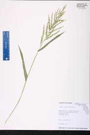 Image result for Urochloa deflexa