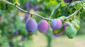 We have almost everything on ebay. Plum Prunus Domestica British Trees Woodland Trust