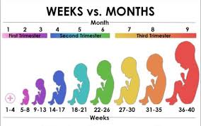 About 5.2 months23 weeks (161 days) is equal to about one week more than 5 average months of 30.4 days, approximately 5 months and 6 days.*see the attached (12 months * 4 weeks a month)if the question is how many weeks in a year (12 months = 365 days), then there are 52 weeks in a year. 19 Weeks How Many Months January 2017 Babycenter Australia
