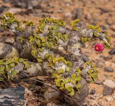 Image result for Monsonia senegalensis