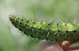 Image result for Asplenium markusbeckeri