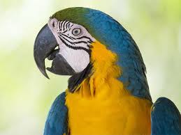 Maybe you would like to learn more about one of these? ØµÙˆØ± Ø¨Ø¨ØºØ§ÙˆØ§Øª Ø¬Ù…ÙŠÙ„Ø© Ù…Ù„ÙˆÙ†Ø© Ø§Ø­Ù„ÙŠ Ø§Ù„ÙˆØ§Ù† Ø§Ù„Ø¨Ø¨ØºØ§Ø¡ Ù…ÙŠÙƒØ³Ø§ØªÙƒ