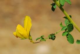 Image result for Adenocarpus mannii