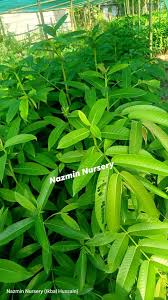 Image result for Duabanga