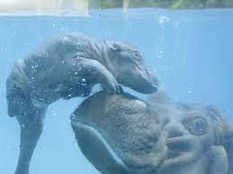 Meet The San Diego Zoo S New Baby Hippo Video Baby Hippo Cute Hippo Animals