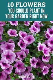 Check spelling or type a new query. 10 Flowers You Should Plant In Your Garden Right Now Plants Annual Flower Beds Design Annual Flower Beds