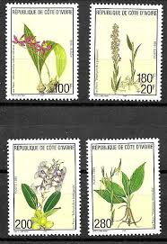 Image result for Brachycorythis pubescens