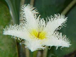 Image result for Nymphoides brevipedicellata