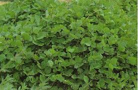 Image result for Neonotonia wightii