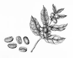 Download Premium Illustration Of Hand Drawn Fresh Coffee Beans 1200203 Fresh Coffee Beans Fresh Coffee Coffee Beans