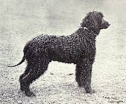 Image result for irský vodní španěl