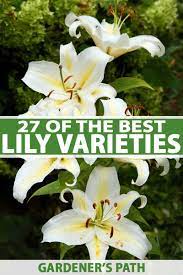 Iris flower has more than 250 species, and it grows in all sun types. 27 Of The Best Lily Varieties Gardener S Path