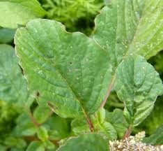 Image result for Amaranthus blitum